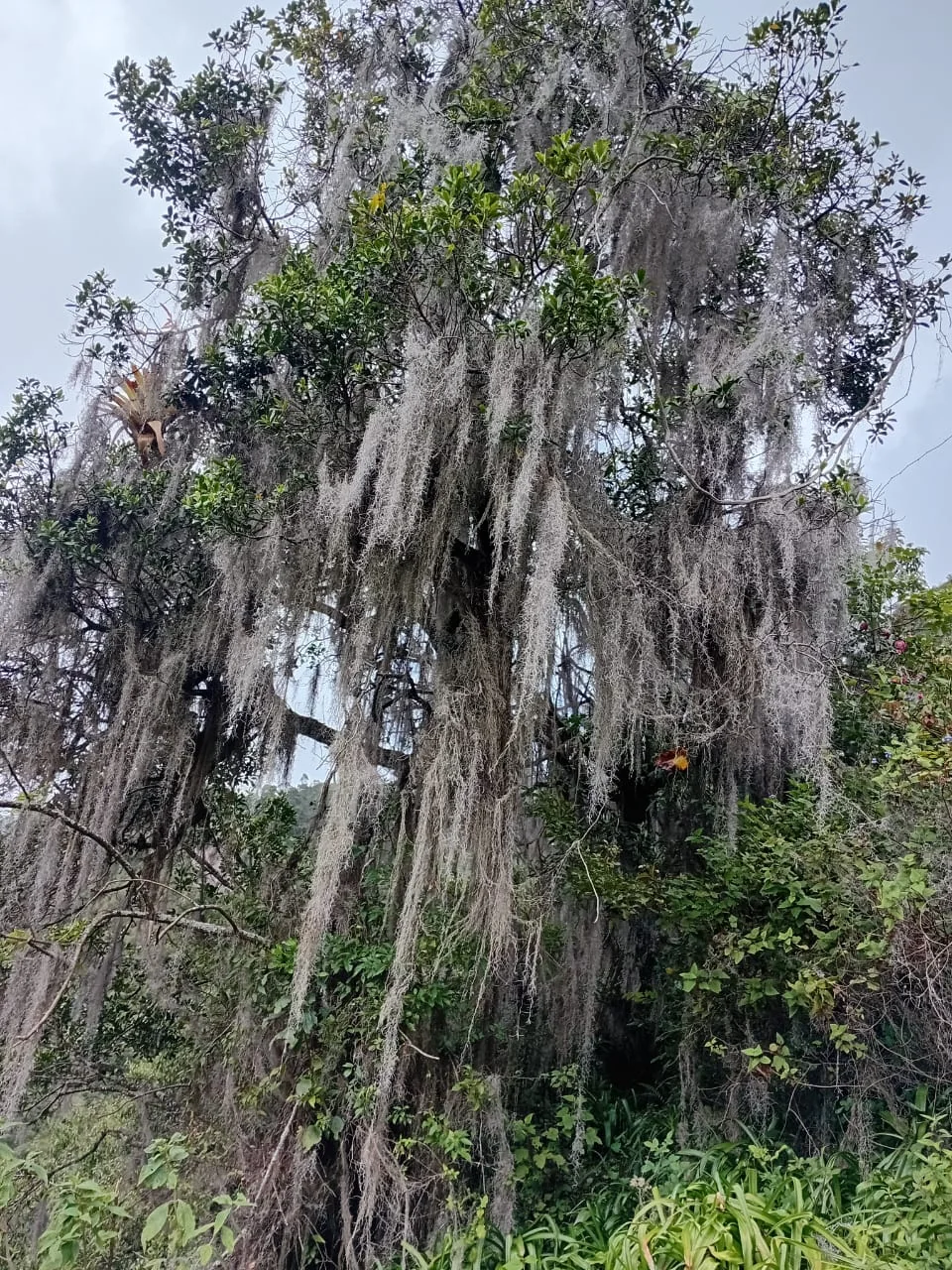 Bosque andino con vegetación colgante en un sendero de Angasmayo, Nariño
