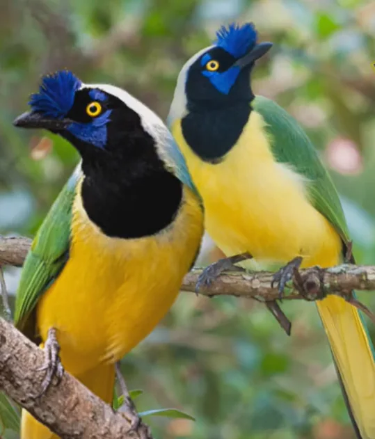 Dos aves de plumaje amarillo, verde, negro y azul posadas sobre una rama