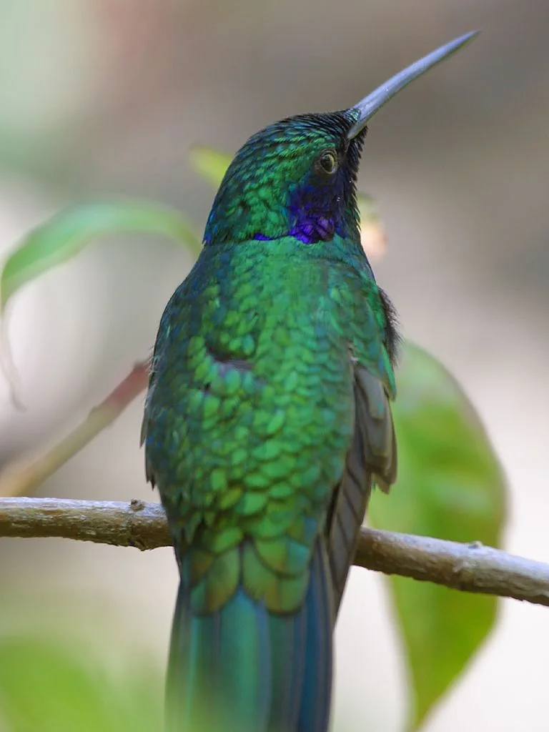 Colibrí de plumaje verde iridiscente posado sobre una rama