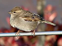 Ave pequeña de tonos pardos posada sobre una superficie